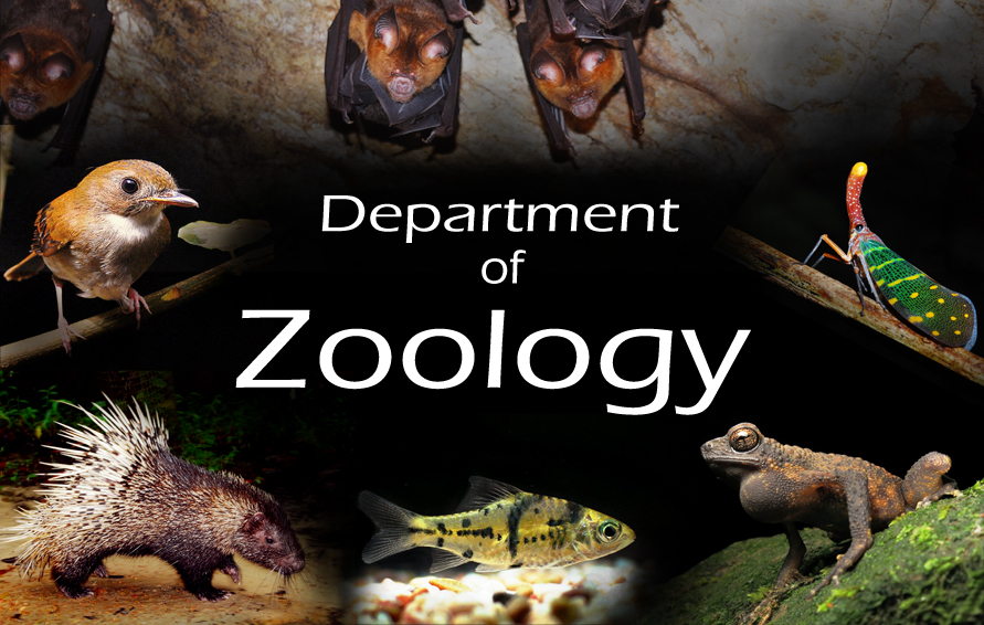 Coordonne Zoology Stone 9700183 | Select Wallpaper